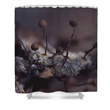 Attēlu rezultāti vaicājumam “Cribraria aurantiaca”