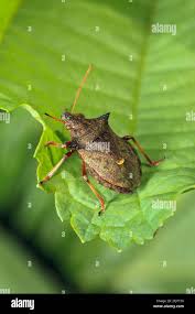 Attēlu rezultāti vaicājumam “Picromerus bidens”