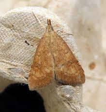 Attēlu rezultāti vaicājumam “Udea fulvalis”