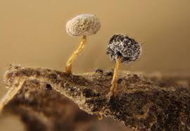 Attēlu rezultāti vaicājumam “Didymium crustaceum spores”