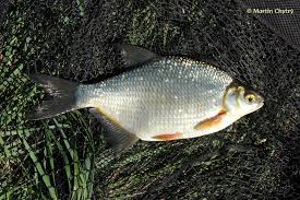 Image result for Blicca bjoerkna