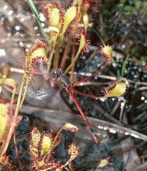 Attēlu rezultāti vaicājumam “Drosera anglica fruit”