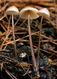 Attēlu rezultāti vaicājumam “Mycena purpureofusca”