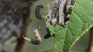 Attēlu rezultāti vaicājumam “Yponomeuta evonymella larva”