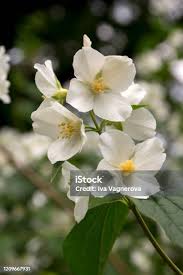 Attēlu rezultāti vaicājumam “Philadelphus coronarius flower”