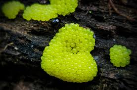 Attēlu rezultāti vaicājumam “Stemonitis flavogenita macro”