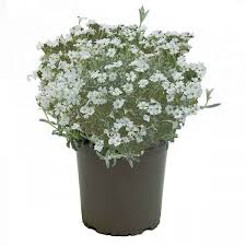 Attēlu rezultāti vaicājumam “Cerastium tomentosum flower”