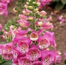Attēlu rezultāti vaicājumam “Digitalis purpurea”