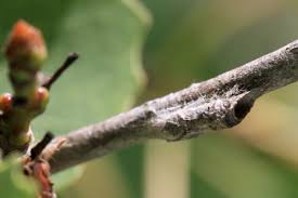 Attēlu rezultāti vaicājumam “Limenitis populi underside”