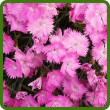 Attēlu rezultāti vaicājumam “Dianthus arenarius”