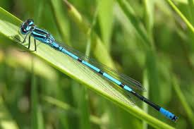 Attēlu rezultāti vaicājumam “Coenagrion armatum female”