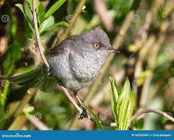 Attēlu rezultāti vaicājumam “Sylvia nisoria adult”