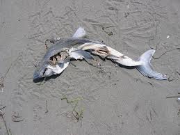 Image result for Lamna ditropis