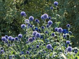 Image result for Blaudistel
