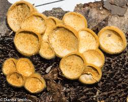 Attēlu rezultāti vaicājumam “Crucibulum laeve”