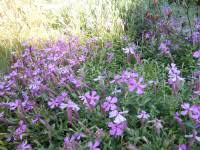 Image result for Silene schafta
