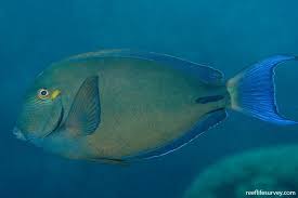 Image result for Acanthurus blochii