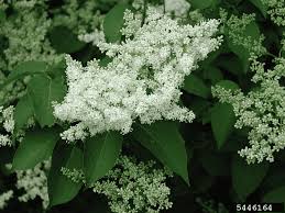 Attēlu rezultāti vaicājumam “Syringa reticulata subsp. amurensis flower”