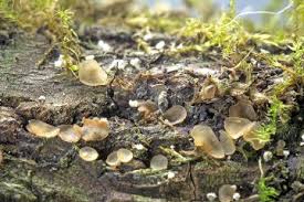 Attēlu rezultāti vaicājumam “Hyalorbilia inflatula”