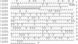 Attēlu rezultāti vaicājumam “Didymium spongiosum plasmodium”