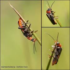 Attēlu rezultāti vaicājumam “Cantharis fusca larva”