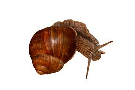 Attēlu rezultāti vaicājumam “Helix pomatia”