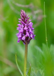Attēlu rezultāti vaicājumam “Vicia sylvatica bud”