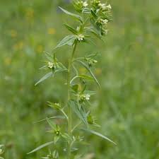 Attēlu rezultāti vaicājumam “Lithospermum officinale”