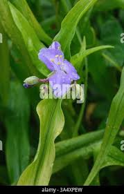 Attēlu rezultāti vaicājumam “Commelina coelestis”