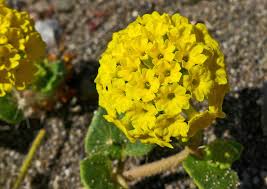 Attēlu rezultāti vaicājumam “Aphelia viburniana”