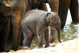 Image result for pinawella