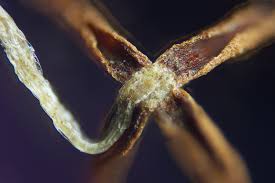 Attēlu rezultāti vaicājumam “Lophocolea bidentata”