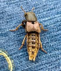 Billedresultat for rovbille