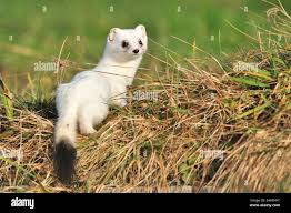 Attēlu rezultāti vaicājumam “Mustela erminea”