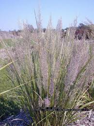 Attēlu rezultāti vaicājumam “Calamagrostis arundinacea leaf”