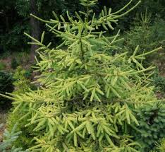 Attēlu rezultāti vaicājumam “Picea abies fruit”