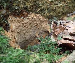 Attēlu rezultāti vaicājumam “Asterodon ferruginosus”