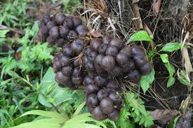 Attēlu rezultāti vaicājumam “Saxifraga cymbalaria fruit”