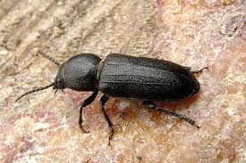 Attēlu rezultāti vaicājumam “Spondylis buprestoides”