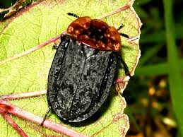 Attēlu rezultāti vaicājumam “Oiceoptoma thoracicum”