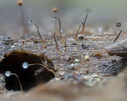 Attēlu rezultāti vaicājumam “Cribraria microcarpa”