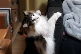 猫次郎o에 대한 이미지 검색결과