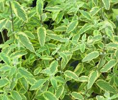 Attēlu rezultāti vaicājumam “Diachea dictyospora (syn. Craterium dictyosporum) young”