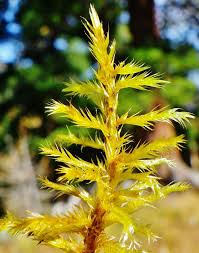 Attēlu rezultāti vaicājumam “Tomentypnum nitens”