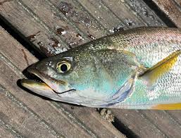 Image result for Cynoscion regalis