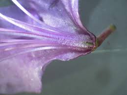 Attēlu rezultāti vaicājumam “Rhododendron sichotense flower”