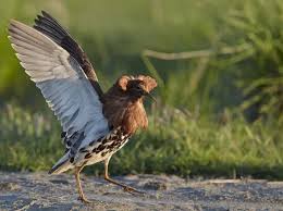 Attēlu rezultāti vaicājumam “Philomachus pugnax”