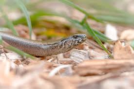 Attēlu rezultāti vaicājumam “Anguis fragilis adult”