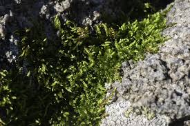 Attēlu rezultāti vaicājumam “Homomallium incurvatum”