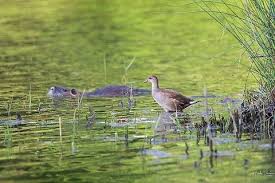 Attēlu rezultāti vaicājumam “Gallinula chloropus juvenile”